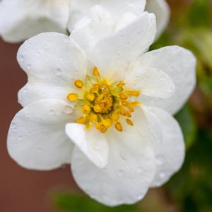 Image used with permission from Bailey Nurseries