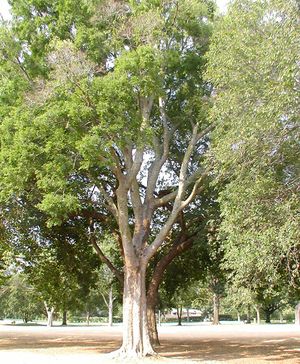 NORTHERN HACKBERRY