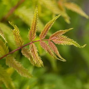Image used with permission from Bailey Nurseries