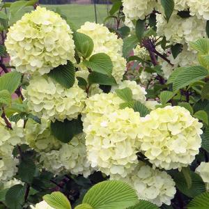 Image used with permission from Bailey Nurseries