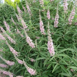 Image used with permission from Bailey Nurseries