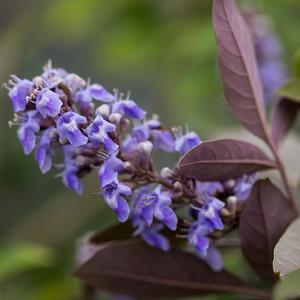 Image used with permission from Bailey Nurseries