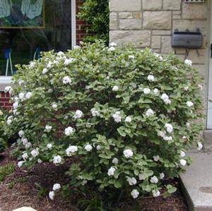 Image used with permission from Greenleaf Nursery