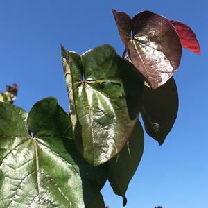 Image used with permission from Greenleaf Nursery