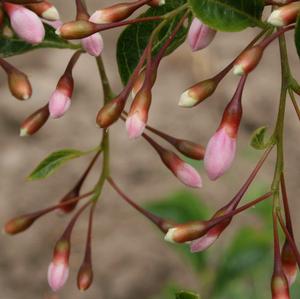 Image used with permission from Bailey Nurseries