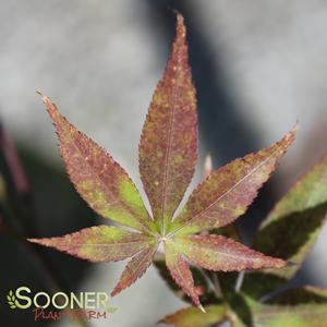 Image Property of Sooner Plant Farm, Inc.