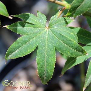 Image Property of Sooner Plant Farm, Inc.