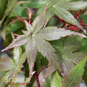 Image Property of Sooner Plant Farm, Inc.