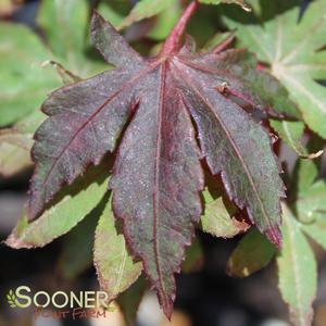 Image Property of Sooner Plant Farm, Inc.