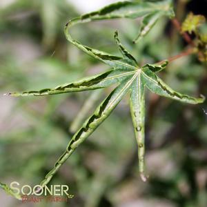 Image Property of Sooner Plant Farm, Inc.