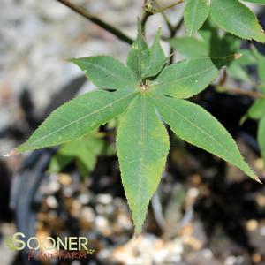 Image Property of Sooner Plant Farm, Inc.