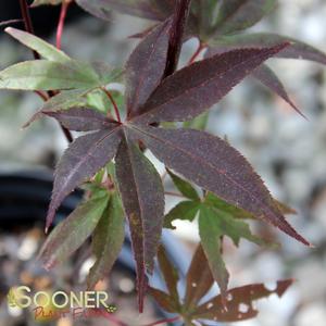 Image Property of Sooner Plant Farm, Inc.
