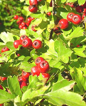 WASHINGTON HAWTHORN