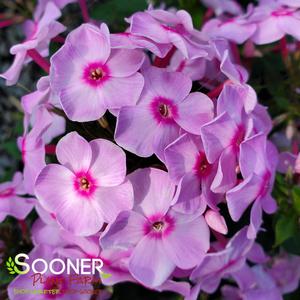 Image Property of Sooner Plant Farm