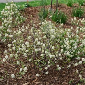 Image Courtesy of Spring Meadow Nursery