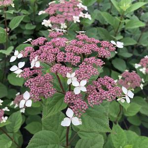 Image Courtesy of Spring Meadows Nursery