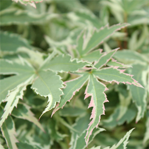 Image Property of Sooner Plant Farm