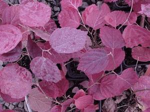 Image Property of Handy Nursery