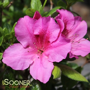 Image Property of Sooner Plant Farm
