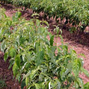 Image courtesy of Jackson Nursery