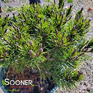 Image Property of Sooner Plant Farm, Inc.