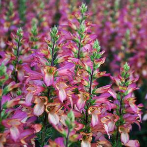 Image courtesy of Walters Gardens