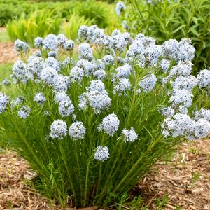 Image courtesy of Walters Gardens