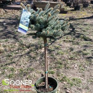Image Property of Sooner Plant Farm, Inc.