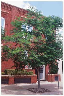 KENTUCKY COFFEETREE
