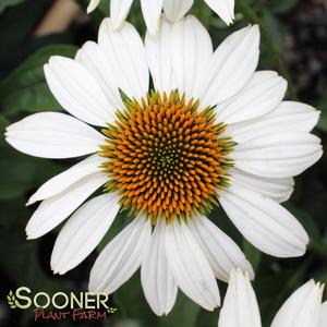 Image Property of Sooner Plant Farm, Inc.