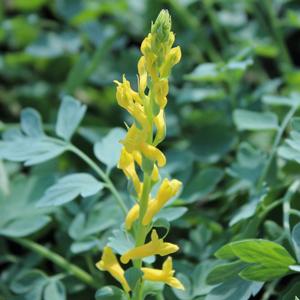 Image Property of Sooner Plant Farm