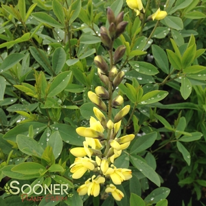 Image Property of Sooner Plant Farm