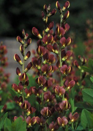 Image courtesy of North Creek Nursery