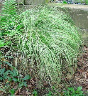 Image courtesy of North Creek Nursery