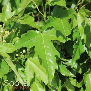 Image Property of Sooner Plant Farm