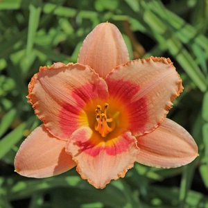 Image Property of Sooner Plant Farm