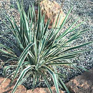 Image is property of Sooner Plant Farm, and courtesy of Greenleaf Nursery.