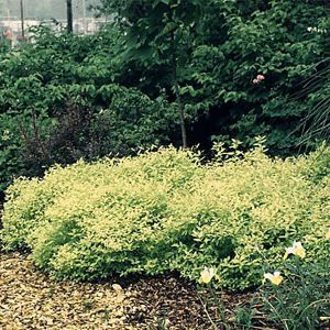 Image courtesy of Greenleaf Nursery
