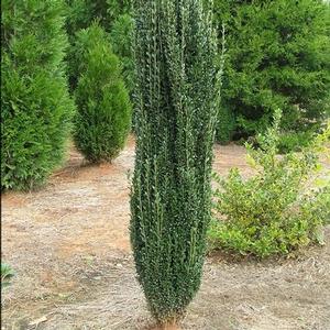 Image Courtesy of Greenleaf Nursery