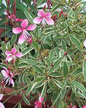 Image courtesy of North Creek Nursery