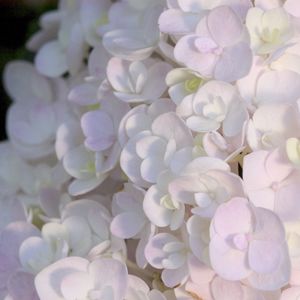 Image courtesy of Greenleaf Nursery