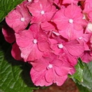 Image courtesy of Greenleaf Nursery