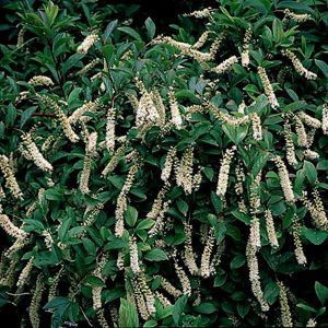 Image courtesy of Greenleaf Nursery