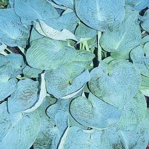 Photo Courtesy of Greenleaf Nursery