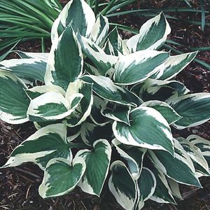 Image courtesy of Greenleaf Nursery