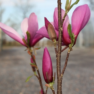 Image Property of Sooner Plant Farm