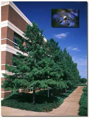 BALD CYPRESS