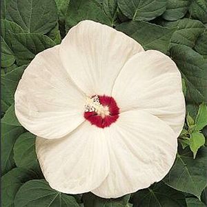 Image courtesy of Greenleaf Nursery