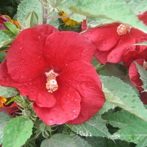 Image courtesy of Greenleaf Nursery