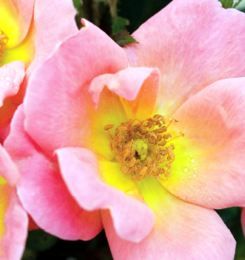 Image courtesy of Greenleaf Nursery